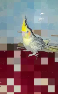 عروس هلندی آشتی فول