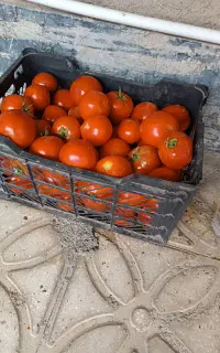 گوجه فرنگی درجه یک
