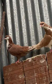 دو عدد کبوتر ساده