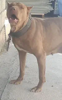 سگ نگهبان  سفت میهام