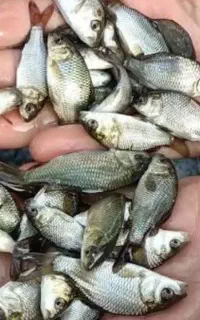 پخش گسترده ماهی گرمابی