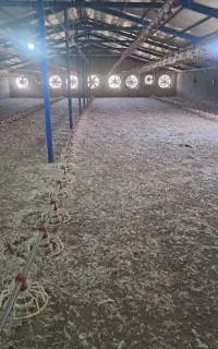 میناب کود مرغی