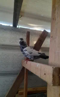 کبوتر نر