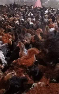 جوجه ۴0 روزه بومی محلی اصفهان