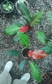فروش انواع گل آپارتمانی و باغچه ای