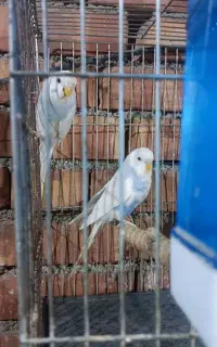 مرغ عشق جفت مولد