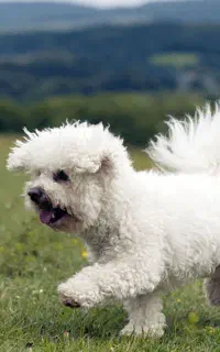 سگ پیدا شده