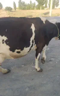 گاو آبستن