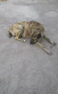 سگ گله