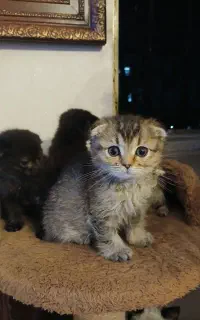 واگذاری گربه