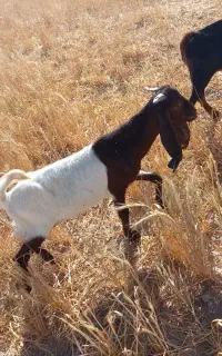 بزقاله پاکستانی