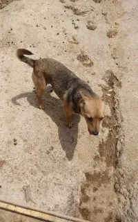سگ.