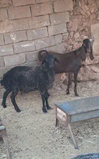 چپش نر و بره نر جوان