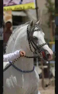 خرید و فروش اسب