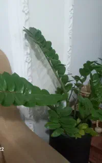 گل طبیعی همراه گلدان زیرگلدان تمیزسرامیکی
