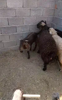بره