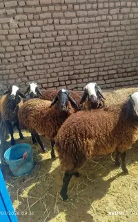 بره نر