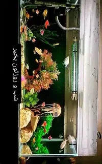 اکواریوم