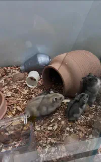 همستر کمپل دوماهه