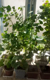 تعدادی گل شمعدونی بزرگ و پرریشه