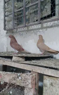 پشتار  سرول کلفه
