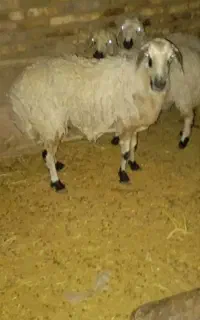 گوسفند و بره