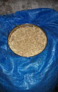 گندم