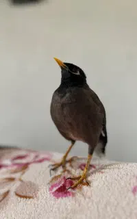 مرغ مینا گم شده