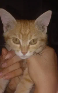 گربه نارنجی کوچک بازیگوش و مهربان