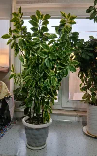 تعدادی گل طبیعی وسرحال