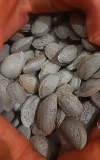 بادام سنگی