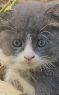 توله گربه با مادرش