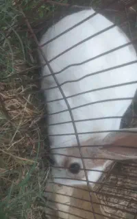 خرگوش