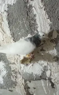 کفتر