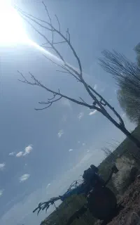 کلتیواتور  شخم زن