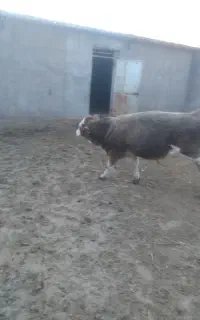 گوساله نر گوشتی سالم سرحال