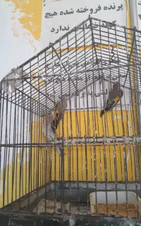 جوجه سره