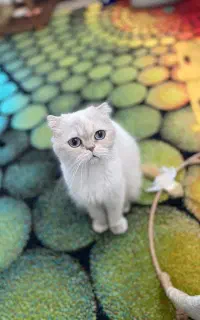 گربه اسکاتیش بالغ