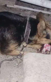 فروش ماده ژرمن ورک یا معاوضع با سگ اپارتمانی