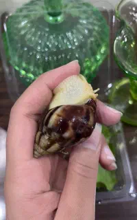 البینو و فولیکا