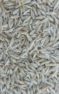 جو ابی