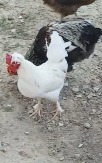 دو عدد خروس جوان و زیبا