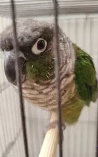 گرین‌چیک (Green-cheeked Conure