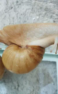 حلزون