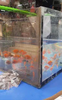 آکواریوم فروشی