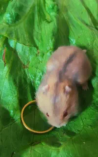 همستر کمپل و سوری .موبلند