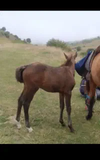نریان ۳ماه
