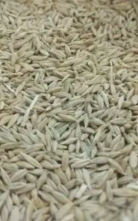 نهاده دامی ذرت ،جو وگندم