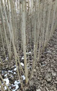 صنوبر و کبوده