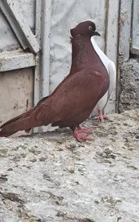 ماده سرخ بینظیر و نر سرخ بینظیر